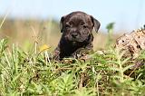 STAFFIE 224